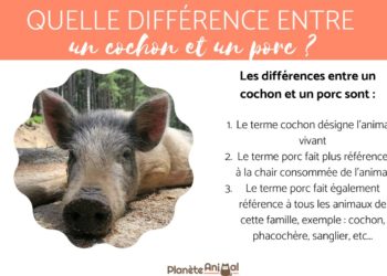 Quelle est la différence entre un porc et un cochon ?