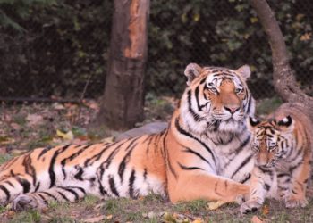 Comment s'appelle la femelle et le petit du tigre ?