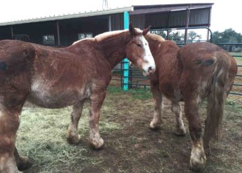 Comment s'appelle le petit du cheval et de l'ânesse ?