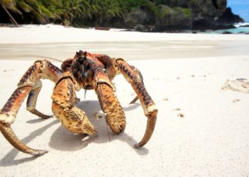 Quel est le plus gros crabe du monde ?