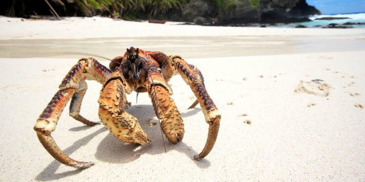 Quel est le plus gros crabe du monde ?