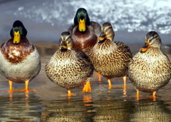 Quelle est la famille des canards ?