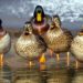 Quelle est la famille des canards ?