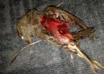 Pourquoi je déteste les chats ?