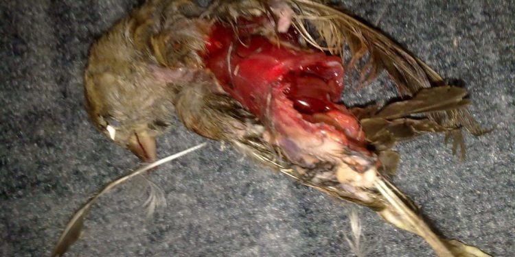 Pourquoi je déteste les chats ?