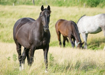 Comment choisir la race de son cheval ?