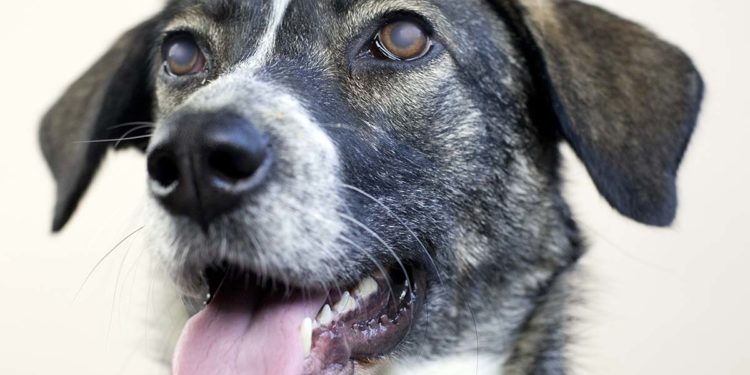 Comment soigner une Uveite chez le chien ?