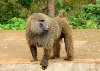 Quel est le nom de la femelle du babouin ?