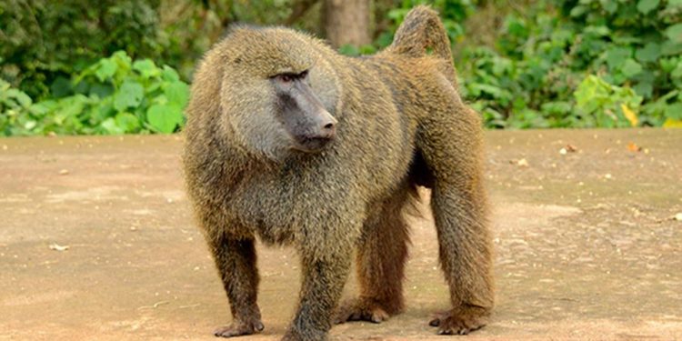 Quel est le nom de la femelle du babouin ?