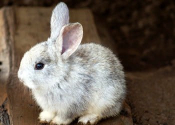 Quel est le féminin de lapin ?