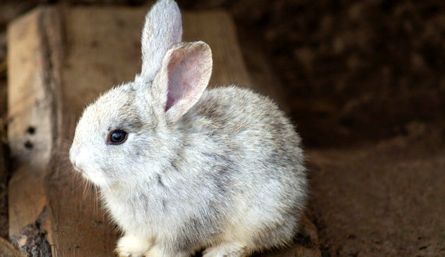 Quel est le féminin de lapin ?