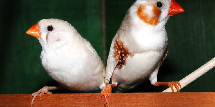 Quel oiseau avec des mandarins ?