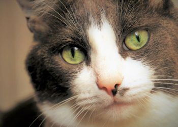 Comment désencombrer le nez d'un chat ?