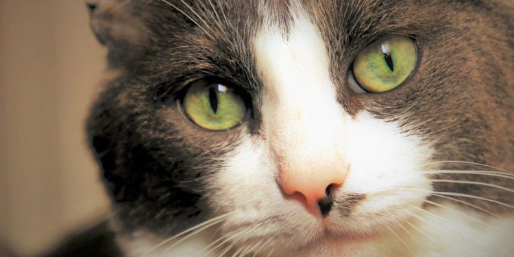 Comment désencombrer le nez d'un chat ?