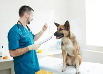 Quel aliment pour un chien avec des problèmes de glandes ?