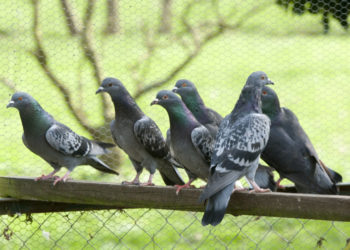 Comment se débarrasser de pigeon ?