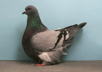 Pourquoi un pigeon donne des coups de bec ?