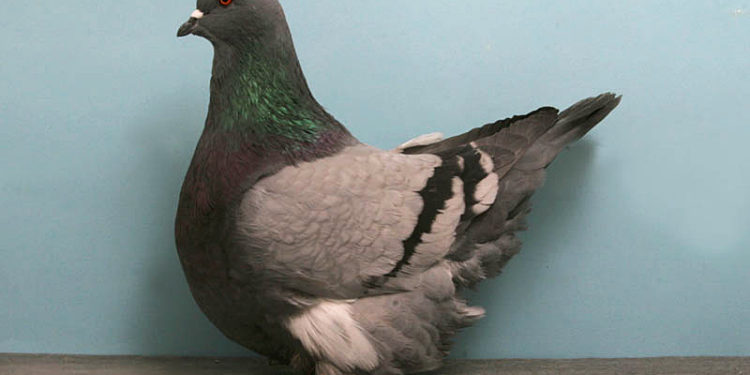 Pourquoi un pigeon donne des coups de bec ?