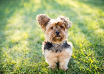 Comment savoir si on est allergique à son chien ?