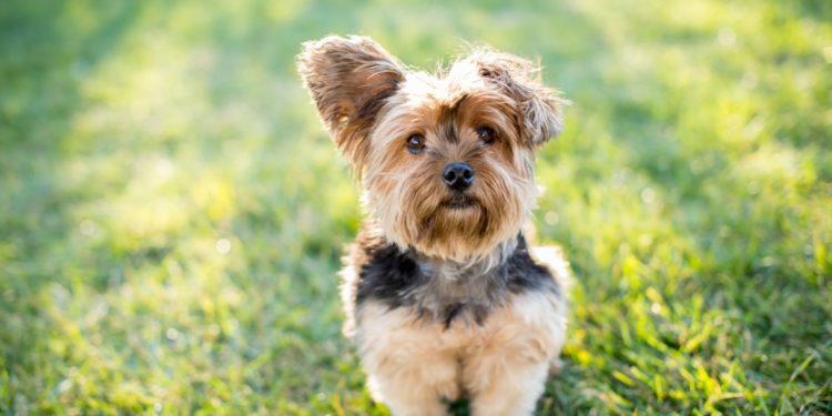 Comment savoir si on est allergique à son chien ?