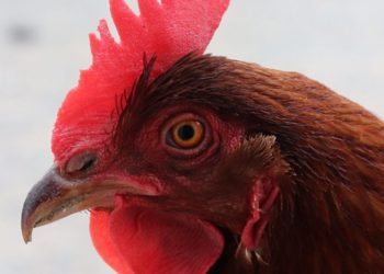 Comment appeler ma poule ?