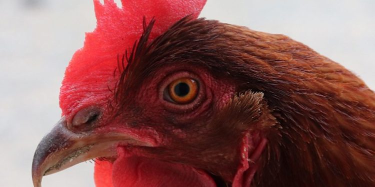 Comment appeler ma poule ?