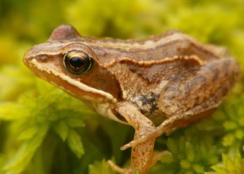 Quel différence entre la grenouille et le crapaud ?