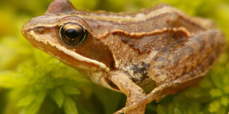 Quel différence entre la grenouille et le crapaud ?