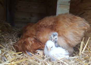 Où mettre une poule qui est morte ?