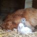 Où mettre une poule qui est morte ?
