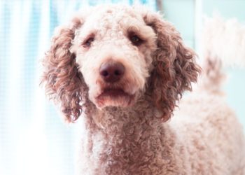 Pourquoi les caniches ?