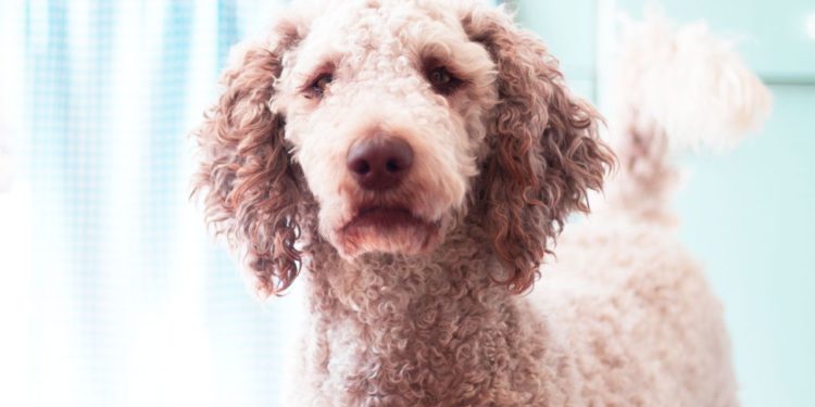 Pourquoi les caniches ?