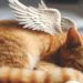 Comment aider un chat en fin de vie ?