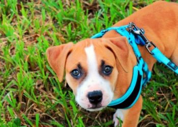 Comment aider un chien à mettre bas ?