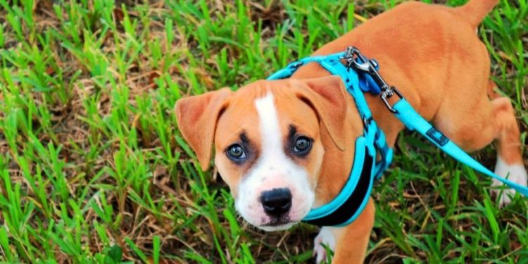 Comment aider un chien à mettre bas ?