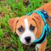 Comment aider un chien à mettre bas ?