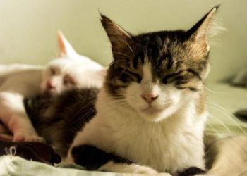 Comment faire cohabiter 3 chats adultes ?