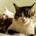 Comment faire cohabiter 3 chats adultes ?