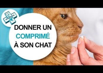 Comment donner un comprimé à un chat difficile ?