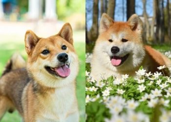 Est-ce que le Shiba Inu aboie beaucoup ?
