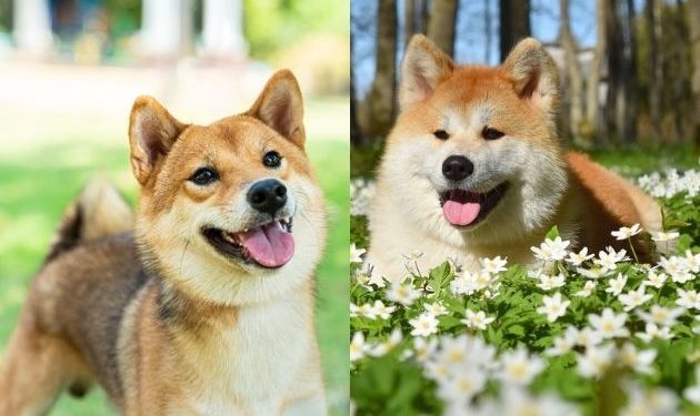 Est-ce que le Shiba Inu aboie beaucoup ?