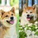 Est-ce que le Shiba Inu aboie beaucoup ?