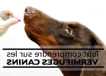 Quand donner un vermifuge à son chien ?