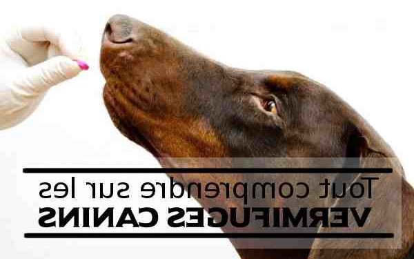 Quand donner un vermifuge à son chien ?