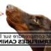 Quand donner un vermifuge à son chien ?