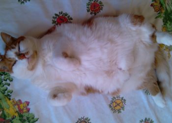 Quand le vermifuge fait effet ?