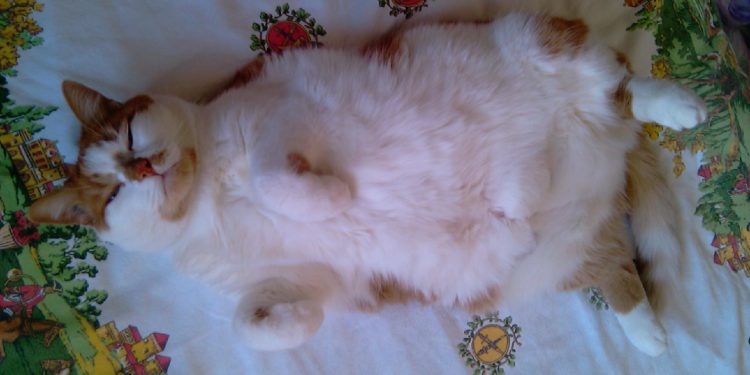 Quand le vermifuge fait effet ?