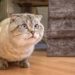Pourquoi mon chat ne va plus à la selle ?