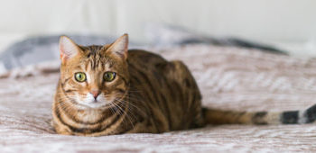 Comment éliminer les vers d'un chat ?