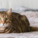 Comment éliminer les vers d'un chat ?